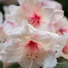Fototapeta na wymiar Pink rhododendron closeup blooms, focus in the foreground