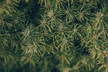 Pine background