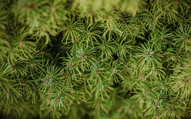 green pine needles
