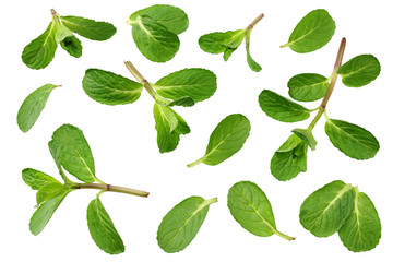 Fresh mint leaves isolated on white background. top view