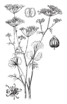 17+ Images Of Anise Plant