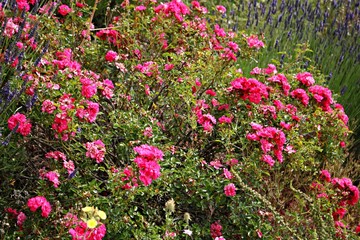 Many bright flowers on a hibiscus shrub growing on a hillside