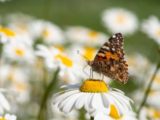 Painted lady butterfly (Vanessa cardui) sitting on flower