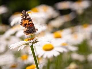 Painted lady butterfly (Vanessa cardui) with damaged wings sitting on flower