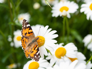 Obraz premium Painted lady butterfly (Vanessa cardui) sitting on flower