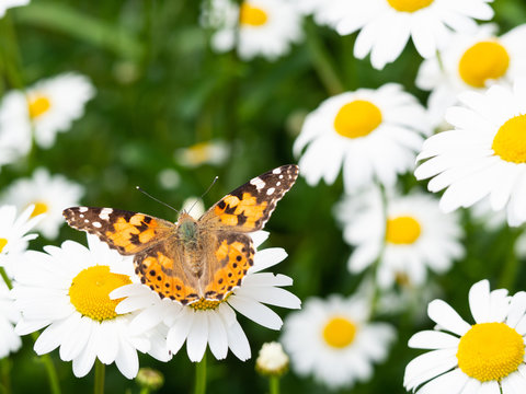 Painted lady butterfly (Vanessa cardui) sitting on flower