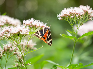 Jersey tiger (Euplagia quadripunctaria) day-flying moth