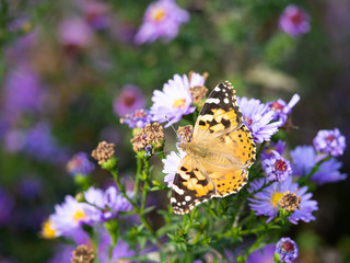 Painted lady butterfly (vanessa cardui) sitting on Chrysanthemums flower