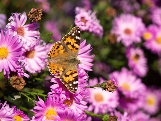 Painted lady butterfly (vanessa cardui) sitting on Chrysanthemums flower