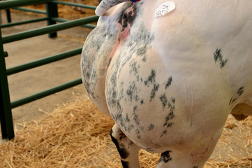 Concours animaux de boucherie Forges les Eaux, gagnant superchampionnat Femelle, race blanc bleu