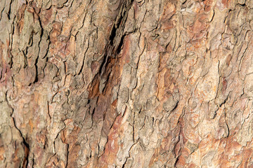 Texture bark