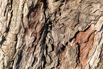 Texture bark