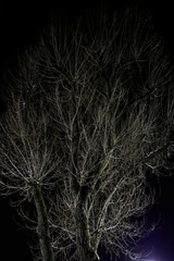 Branches of trees at night
