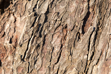 Texture bark