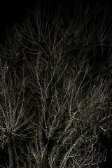 Branches of trees at night