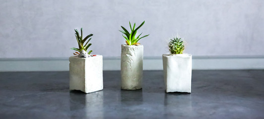Soft focus photo. Tiny succulents in concrete plant holders in kitchen. Small cactus and moss in handmade vases of different shapes. Stylish and eco friendly planters.