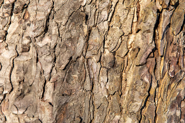 Texture bark