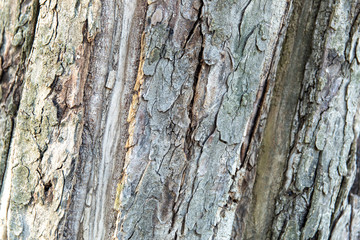 Texture bark