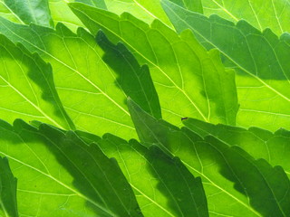 Close up of green java tea or cat's whiskers leaves texture background.