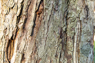 Texture bark
