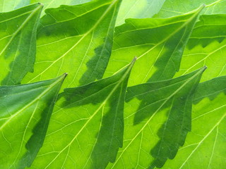 Close up of green java tea or cat's whiskers leaves texture background.