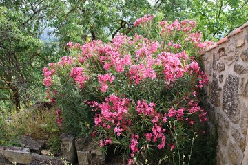 Large bush of Oleander with many pink flowers growing against a stone wall