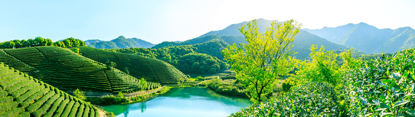 Green tea mountain on a sunny day,tea plantation natural background.
