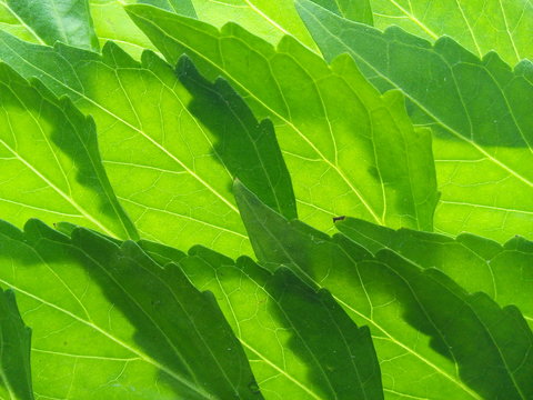 Close up of green java tea or cat's whiskers leaves texture background.