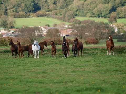 Herd of Horses