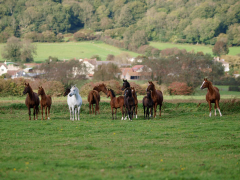 Herd of Horses