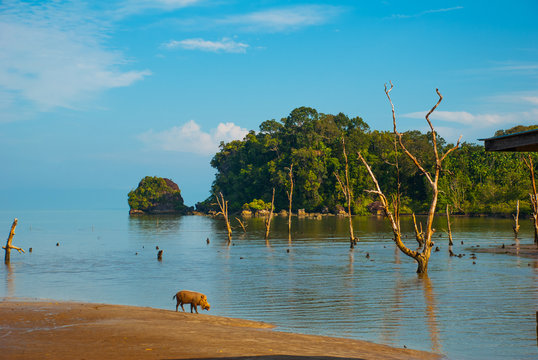 BAKO, KUCHING, SARAWAK, BORNEO, MALAYSIA: beautiful landscape with views of the Bako national Park beach landscape with rocks with mountain views
