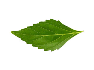 Close up of green java tea or cat's whiskers leaf isolated on white background.