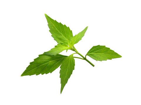 Close up of green java tea or cat's whiskers leaves with branch isolated on white background.
