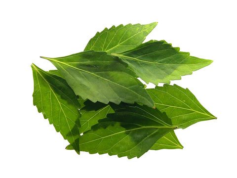 Pile Of Green Leaves Isolated On White Background. Java Tea Or Cat's Whiskers Leaves.