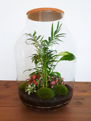 Small decoration plants in a glass bottle/garden terrarium bottle/ forest in a jar. Terrarium jar...