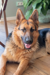 Portrait of a German Shepherd, 11 mounths old, portrait, in front. LIe down on floor, part of animal, the Netherlands