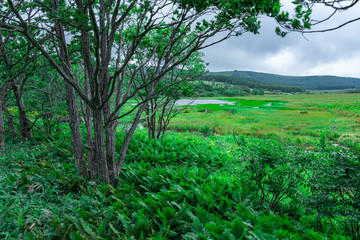 曇り空の八島ヶ原湿原