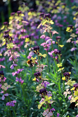 Colourful Erysimum cultivar `Chelsea Jacket`