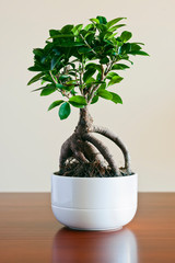 Ficus ginseng bonsai on white plantpot. Ficus Retusa.