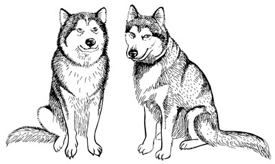 Husky dog isolated on white background. Vector monochrome illustration. Perfect for invitations, greeting cards, postcard, fashion print, banners, poster for textiles.