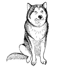 Husky dog isolated on white background. Vector monochrome illustration. Perfect for invitations, greeting cards, postcard, fashion print, banners, poster for textiles.