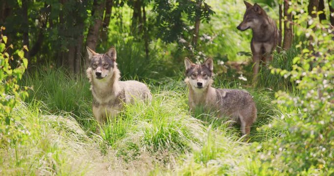 Wolves in a large wolf pack walking in the forest
