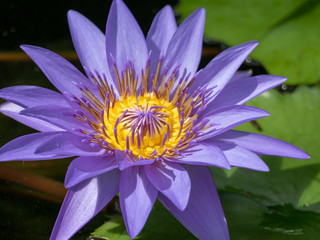 water lily Nymphaea hybrid Director George Moore