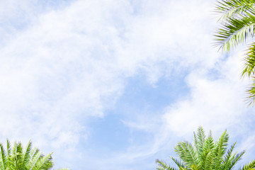 Obraz premium Beautiful tropical background - palm leaves on a blue sky.