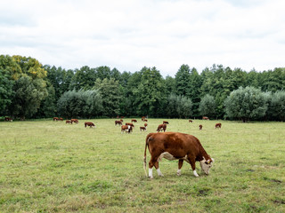 Fototapeta na wymiar herd of hereford cattle is grazing on a meadow