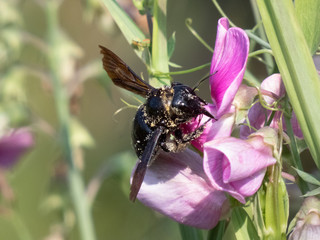 violet carpenter bee (Xylocopa violacea) closeup