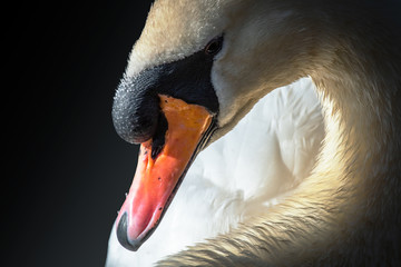 Large Female mute Swan portrait ( Cygnus Olor) lit up with the morning sun and a black background