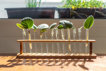 Home window leaf propagation of african violets in water lab test tubes bracket holder