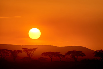 Beautiful sunset in Serengeti National Park plains with acacia trees on the horizon.