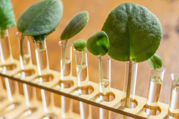 Home window leaf propagation of african violets in water lab test tubes bracket holder